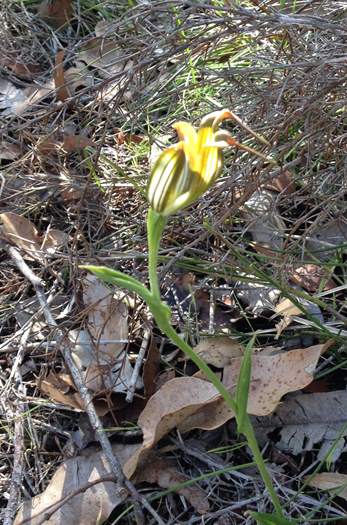 Pterostylis - orchid-jug-IMG_0483.JPG